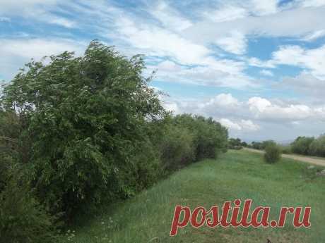 Конные скачки