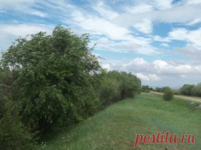Конные скачки