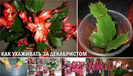 КАК УХАЖИВАТЬ ЗА ДЕКАБРИСТОМ