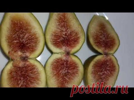 ИНЖИР. ФОРМИРОВКА КУСТОВ.Часть 1.