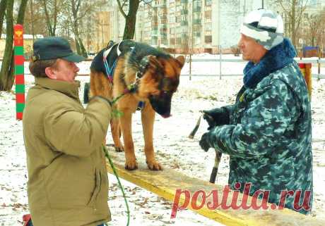 Дрессировка в Ярославле