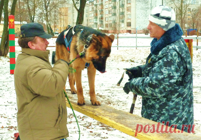 Дрессировка в Ярославле
