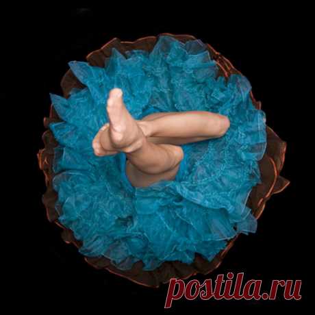ФотоТелеграф » Кринолиновые цветы Дэрила Бэнкса