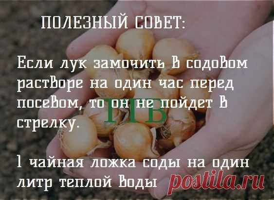 Домашние рецепты маринования, квашения, консервирования заготовок на зиму. Почему я этого не знала? — Картинки из тем | OK.RU