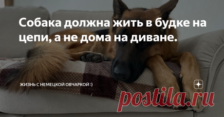 Собака должна жить в будке на цепи, а не дома на диване. После того, как мы с мужем закончили с ремонтом и переехали в наш таунхаус, через год мы завели собаку. Вопрос, где собака будет жить (внутри дома или на улице) перед нами даже не стоял.