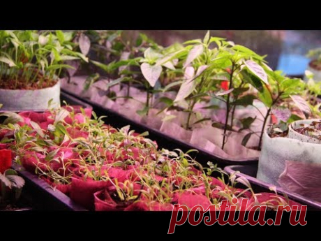 Супер СТАКАНЧИКИ ДЛЯ РАССАДЫ ЗА 5 СЕКУНД! ШИКАРНАЯ рассада, МИНИМУМ затрат! Стаканчики для рассады - тема ролика. Рассада, рассада томатов, рассада перца и любая друга занимает очень много места на подоконнике. Во что же посеять на р...