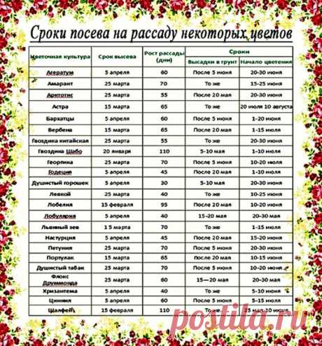 Сроки посева на рассаду некоторых цветов