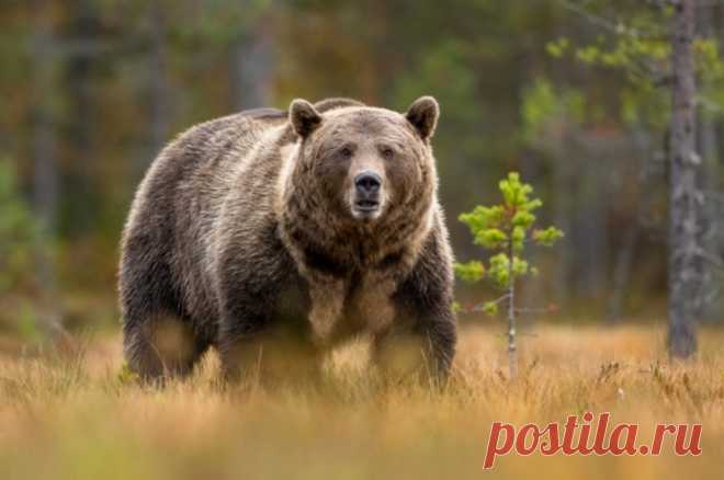 В Польше медведь набросился на экоактивиста возле собственной берлоги. Польский эколог требовал создать вокруг медвежьей берлоги защитную зону.