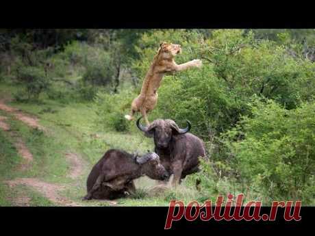 Flying Lion: Buffalo Launches Predator Into The Air - YouTube