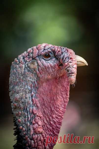 Портрет мудрой индейки. Автор фото – Дмитрий Кох: nat-geo.ru/community/user/218077