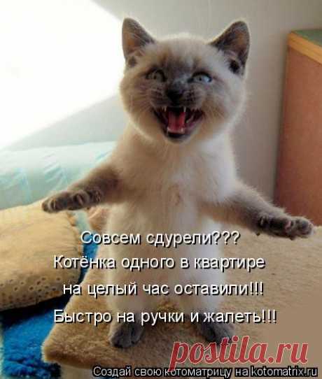 Котоматрица: Лучшие за всё время