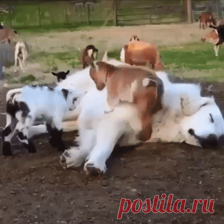 Завели мы, значит, себе помощника, скотину сторожить...