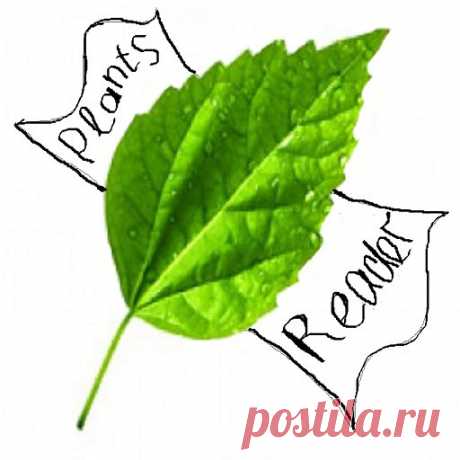 Совместимость растений |
