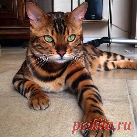 Пушистые красавчики: 30 самых чудных котиков со всего мира