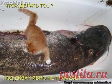 Чтож делать то? | KotoMail.ru