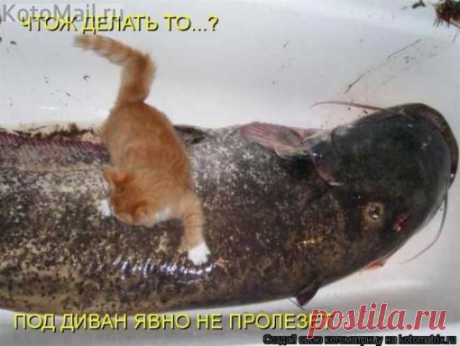 Чтож делать то? | KotoMail.ru