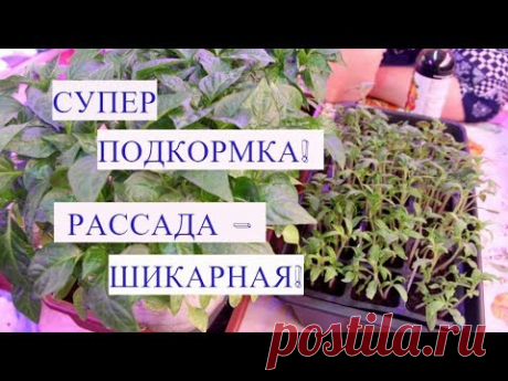 ОЧЕНЬ ПОЛЕЗНАЯ ПОДКОРМКА ДЛЯ РАССАДЫ! ЧЕМ ПОДКОРМИТЬ РАССАДУ ДЛЯ РОСТА.