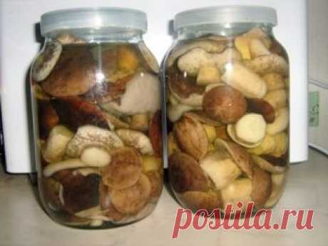 🍄10 ЗАГОТОВОК ИЗ ГРИБОВ НА ЗИМУ🍄
📌 Сохрани на стену чтобы не потерять.
1. 🍄Засолка грибов - холодный способ.
грибы (рыжики, черные и белые грузди, волнушки, сыроежки) - 1 кг
соль - 100 г
смородина - 10–12 листьев
вишня - 5–6 листиков
хрен - 2 листа
укроп - 2 зонтика
лавровый лист - 2–3 шт.
перец горошком - по вкусу
чеснок - по вкусу
Грузди, волнушки или сыроежки вымыть и залить холодной водой на 5–6 ч. (Рыжики не вымачивают, а только промывают). На дно деревянной или керамической посуды н