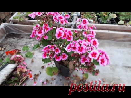 ПЕЛАРГОНИЯ  осенью и зимой вопросы и ответы.