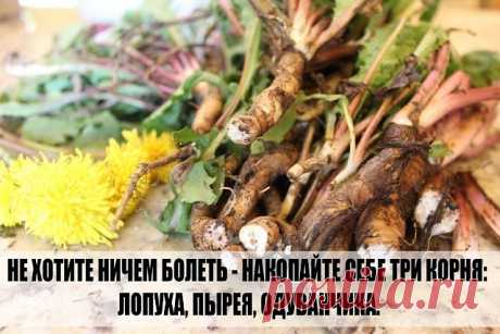 Я ВСЕГДА ГОВОРЮ "НЕ ХОТИТЕ НИЧЕМ БОЛЕТЬ - НАКОПАЙТЕ СЕБЕ ТРИ КОРНЯ - ЛОПУХА, ПЫРЕЯ, ОДУВАНЧИКА. 

 Из этих корней вы сделаете сбор и будете его пить.  

Целебные корни — Мы бережем картошку, а сорняки выбрасываем. А они бывают ценнее, чем картошка. Никакие сорняки выбрасывать нельзя. Придет день для каждого человека, когда ему будет нужна не картошка, а лечение. Все сорняки лечат! Все эти трудноискоренимые сорняки утверждают свою необходимость всему живому на земле. 

Пыре...