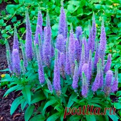 Многолетний садовый цветок Вероника (Veronica). Семейство: норичниковые (Scrophulariaceae)

Однолетнее или многолетнее травянистое растение. Цветки голубые, розовые, синие, белые - собраны в колосовидные или головчатые соцветия. Цветет в мае - июле.

Основные виды
В культуре возделывают следующие многолетники: в.армянская (V.armena) - высотой от 5 до 10 см, с супротивными небольшими ажурными листьями и мелкими сине-фиолетовыми цветками, собранными в колосовидное соцветие.