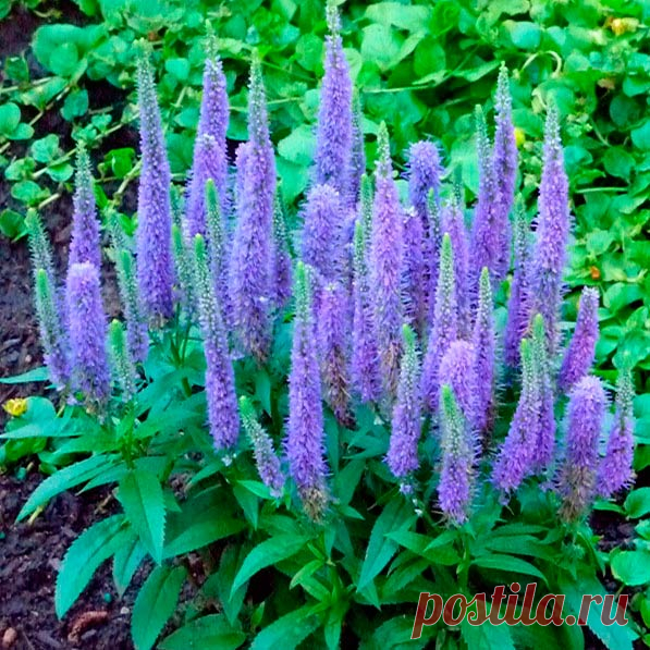 Многолетний садовый цветок Вероника (Veronica). Семейство: норичниковые (Scrophulariaceae)

Однолетнее или многолетнее травянистое растение. Цветки голубые, розовые, синие, белые - собраны в колосовидные или головчатые соцветия. Цветет в мае - июле.

Основные виды
В культуре возделывают следующие многолетники: в.армянская (V.armena) - высотой от 5 до 10 см, с супротивными небольшими ажурными листьями и мелкими сине-фиолетовыми цветками, собранными в колосовидное соцветие.