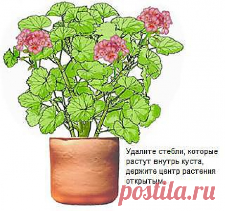 Обрезка и формирование пеларгоний (гераней) | Герань (Pelargonium)