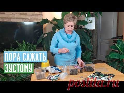 ЭУСТОМА ВЗОЙДЕТ 100% ЕСЛИ БУДЕТЕ СЛЕДОВАТЬ ИНСТРУКЦИИ / Садовый гид