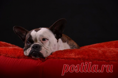 Бесплатная Фотография: Собака, Pet, Бык, Портрет, Собаки - Бесплатное изображение на Pixabay - 547845