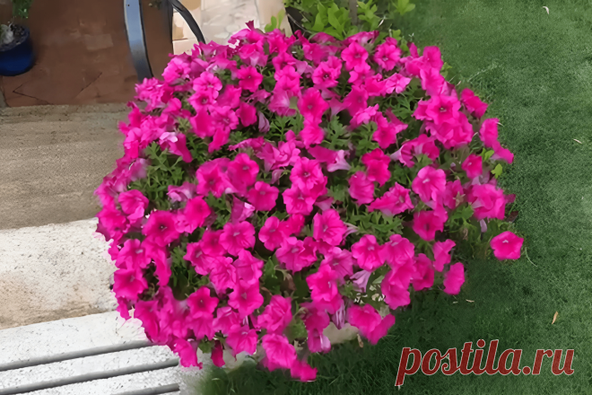 5 потрясающих летних цветов, которые проще простого вырастить на даче &#8211; Agro-Info