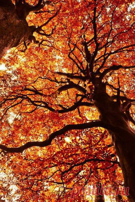 Look skyward... | Photos: Autumn