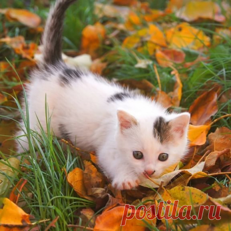 котенок
