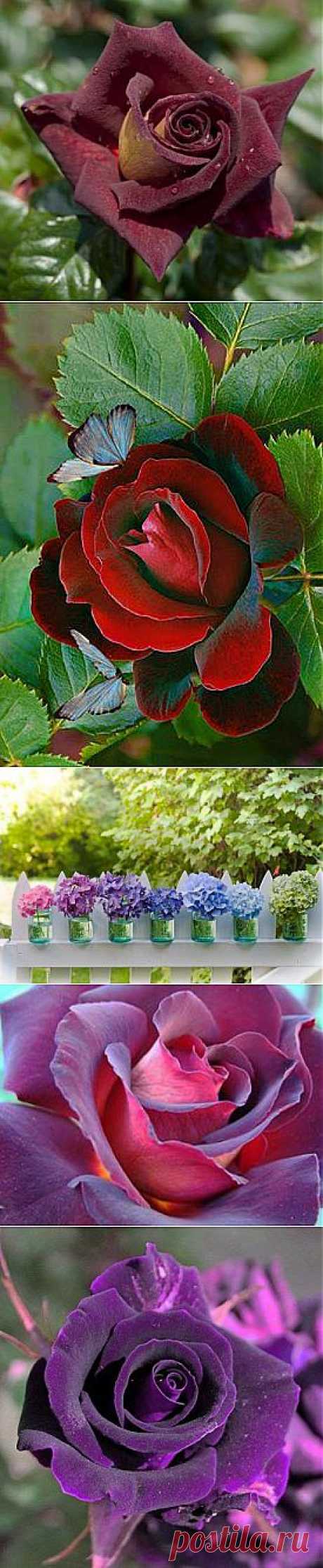 (1) Facebook
