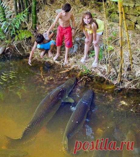 (99) Одноклассники