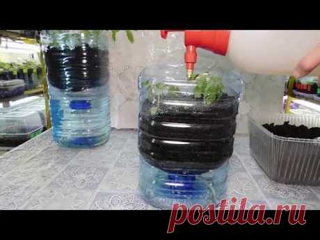 🍅ТОМАТЫ БЕЗ ПИКИРОВКИ И БЕЗ ПОЛИВА !!!!!!!!🍅 How to grow seedlings of tomatoes pat 2
