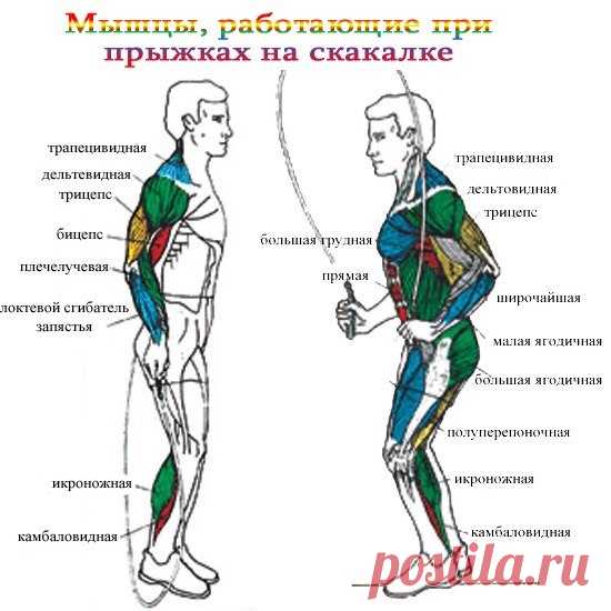 То skip - (в переводе с англ.) - прыгать, скакать.Скакалка - удобный и портативный тренажер. Занятия со скакалкой по сжиганию жира превосходят даже велосипед и плавание! Человек весом около 70 кг за час упражнений со скакалкой расходует до 720 калорий (при 120-140 прыжках в минуту) упражнение развивает выносливость, укрепляет сердечно-сосудистую и дыхательную системы, развивает прыгучесть, помогает избавиться от жировых запасов, укрепляет мышцы ног, делает фигуру стройной и привлекательной.
