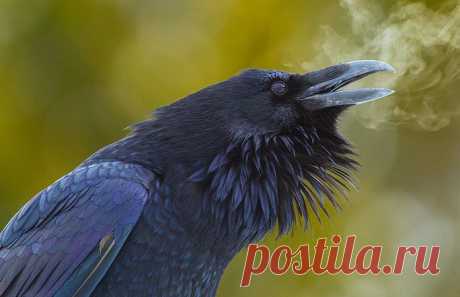 7 удивительных фактов о воронах | Русская семерка