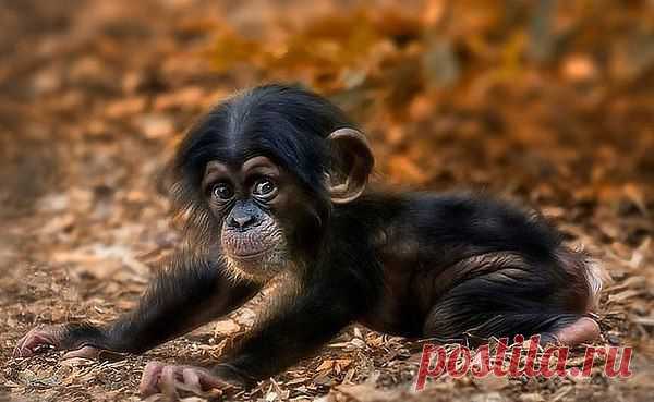Детёныш шимпанзе