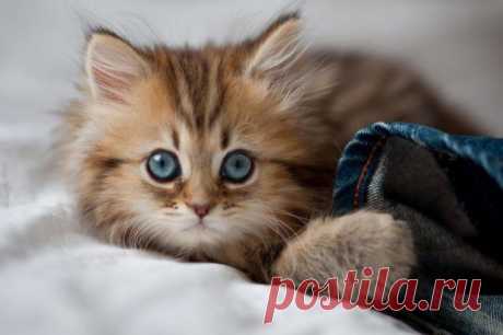 Самый красивый котенок по мнению bbc (27 фото) — Интересное — Релакс!