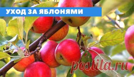 Уход за яблонями
Как формировать низкую раскидистую крону яблонь ? 
Для формирования низкой раскидистой кроны у молодых деревьев опытные садоводы используют метод пригибания, растяжки деревьев. Для этого нарезают из старой камеры полоски резины длиной 10-15 см, шириной 1-1,5 см и проволокой связывают их  “петли”. В бутылки из-под минеральной воды (ПЭТ) набирают водопроводную воду и плотно закрывают крышечками. Бутылки раскладывают на земле под ветками деревьев, которые нужно пригнуть. На верхн