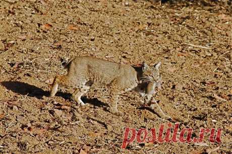 Bobcat Walking Away with Fresh Prey Photo by: Kathleen Rose