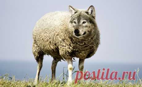 wolf-in-sheeps-clothing-2577813_1280.jpg (1280×791)