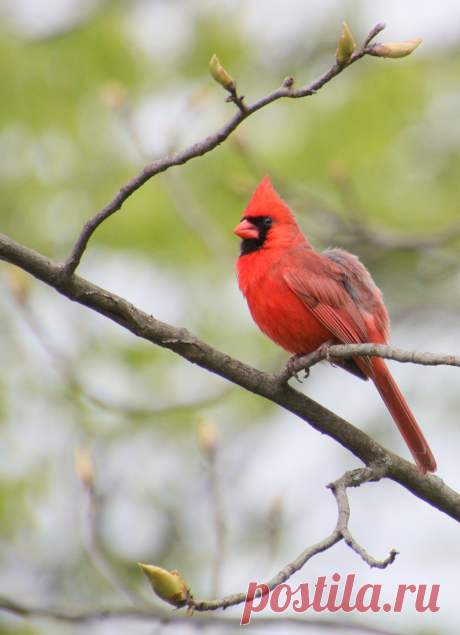 Male_Northern_Cardinal_in_Hudson,_Ohio.jpg (2471×3412)