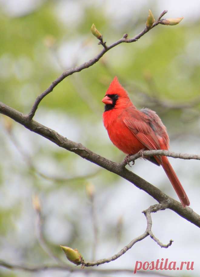 Male_Northern_Cardinal_in_Hudson,_Ohio.jpg (2471×3412)