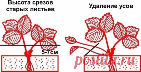 (4) Одноклассники