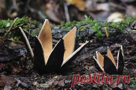Звездообразный гриб, который прозвали Сигарой дьявола (Chorioactis geaster), является одним из самых редких грибов в мире.