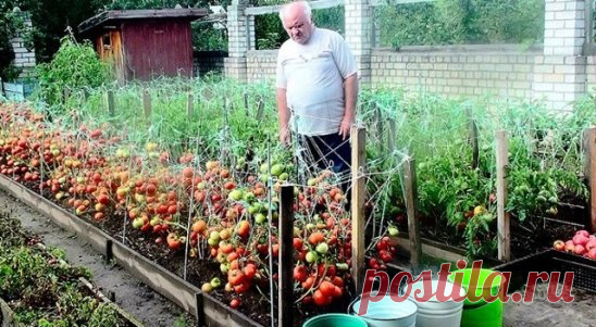 Дедовский рецепт для томатов
Этот полузабытый дедовский рецепт я выписала из старой газетной подшивки, но опробовать все не было времени. Решилась наконец в прошлом году.
Рецепт очень прост
В трехлитровую банку заливаю 2,6-2,7 л воды без хлора (отстоянной), добавляю 100 г разведенных теплой водой дрожжей и 0,5 ст. сахара.
Накрыв марлей, держу банку в тепле, время от времени взбалтывая содержимое.
Раствор готов, когда закончится брожение.
Один стакан развожу в 10 л воды и поливаю растения по 1
