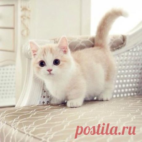 image (Изображение JPEG, 411 × 411 пикселов)