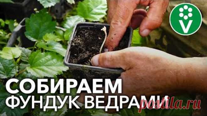Как размножить фундук? Посев семян, прививка, отводки и другие простые эффективные способы