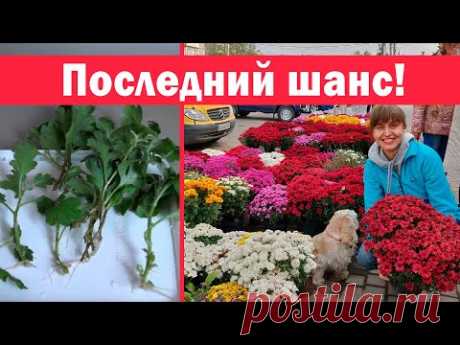 Ещё можно успеть!!! Размножение хризантемы черенками осенью